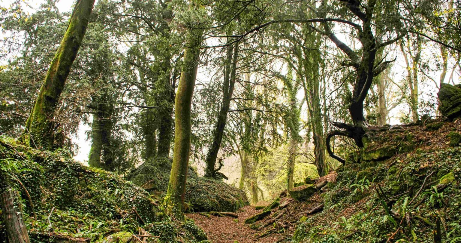 Puzzlewood, Δάσος του Dean, Ηνωμένο Βασίλειο: